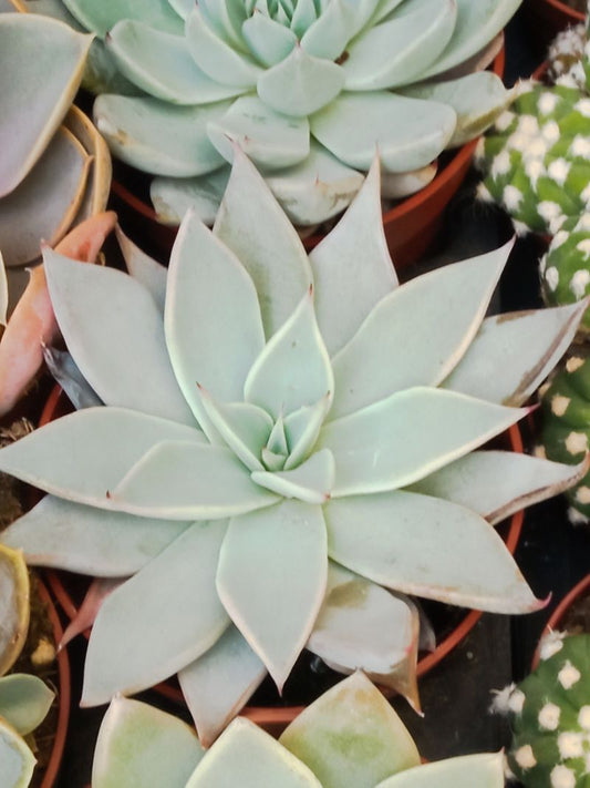 Echeveria Parrensis Planta Suculenta_0