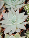 Echeveria Parrensis Planta Suculenta
