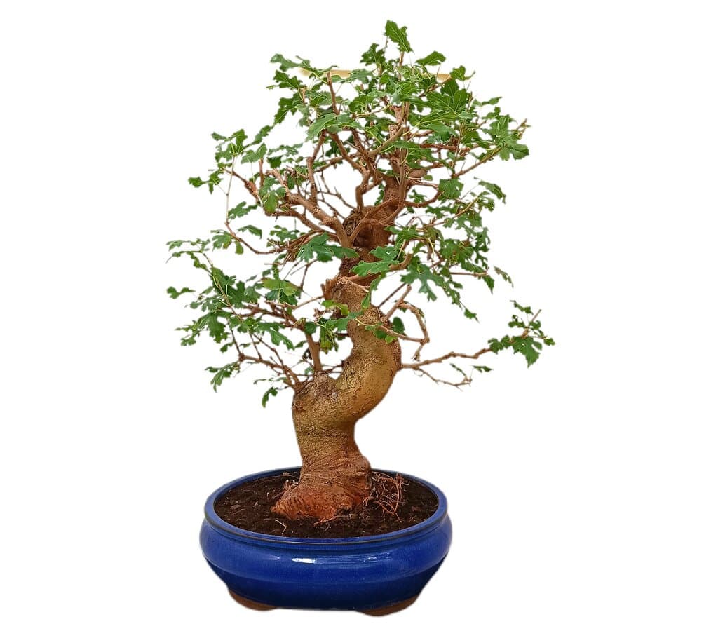 Bonsai Morus 20 Años (morera)_1