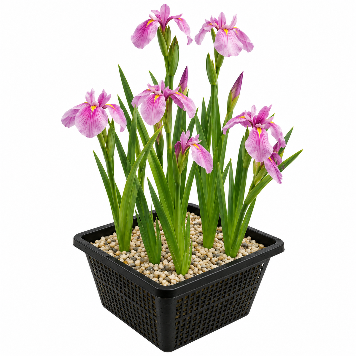 Lirio Rosa - Iris Laevigata - Set De 4 Con Cesta_0