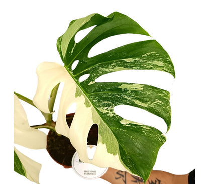 Monstera Deliciosa Variegata M15 Promoción