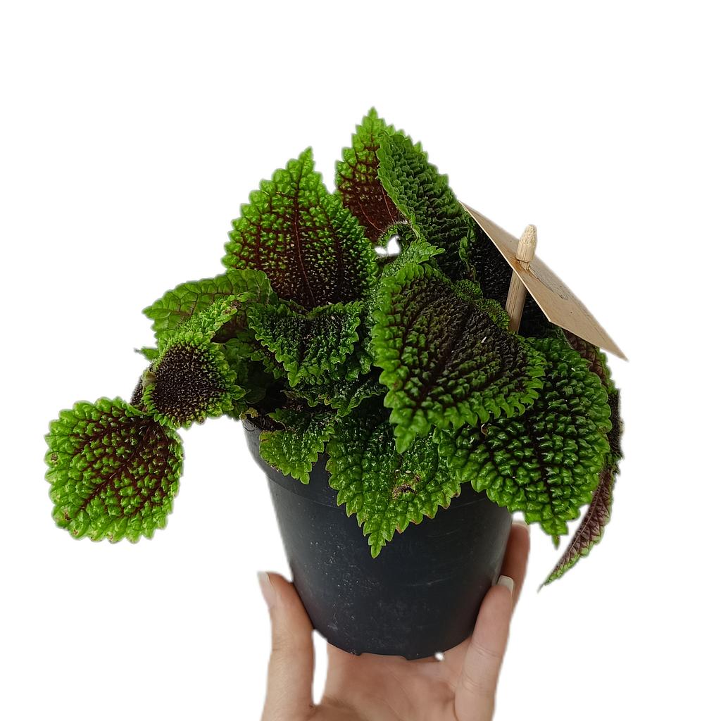Pilea Moon Valley M12_0