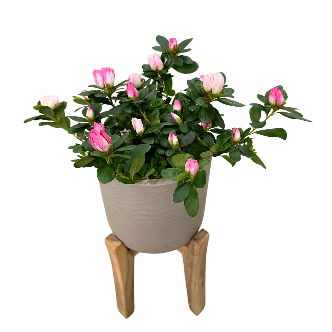 Azalea Colores Variados M13