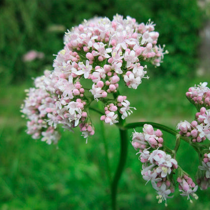 Maceta Valeriana 10,5 Cm - Plantabo_1