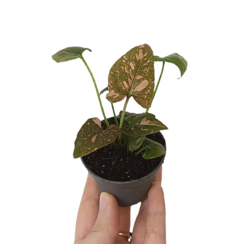 Syngonium Pink Splash M6_0