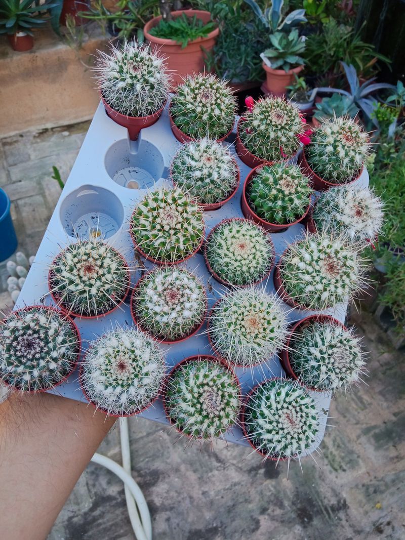 Cactus Nieve Copo Planta Ø5 Cms_0