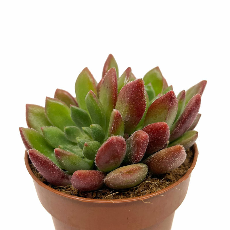 Echeveria Frida Kahlo Cactus Y Suculentas M8,5 cm Ø_0