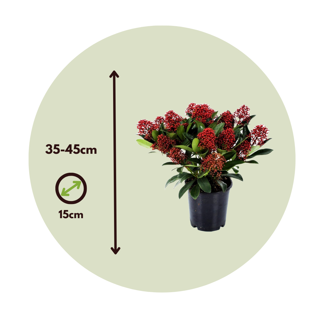 Esquimia - 4 Pzs - Skimmia Japonica 'rubella' - Altura 35-45cm - ⌀15cm_2