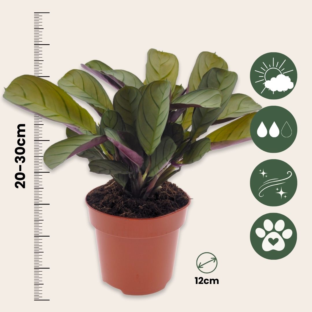 Planta De Oración - Ctenanthe 'amagris' - Altura 20-30cm - ⌀12cm_2