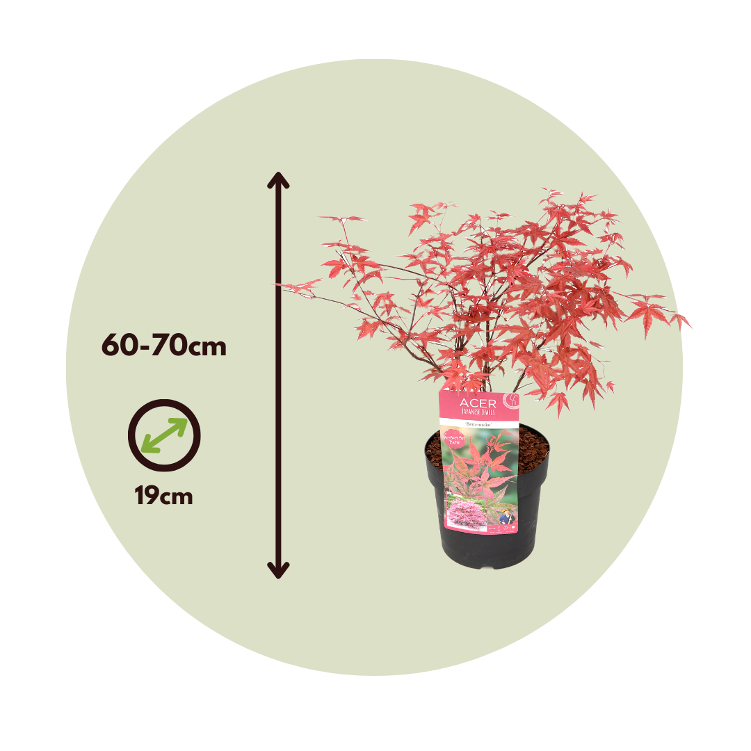 Arce Japonés - Acer Palmatum 'beni Maiko' - Altura 60-70cm - ⌀19cm_2