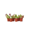 Planta Cobra Roja - 6 Pzs - Sarracenia Purpurea - Altura 15-20cm - ⌀55cm