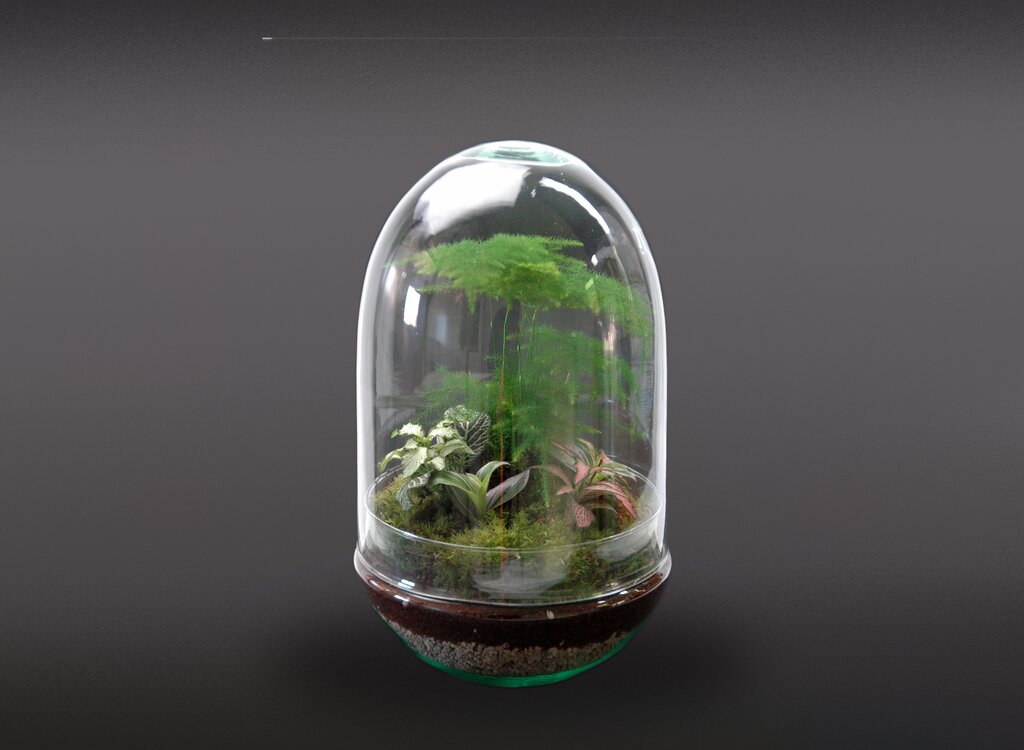 Nanogarden Terrario Jungle Grupe 30x17cm