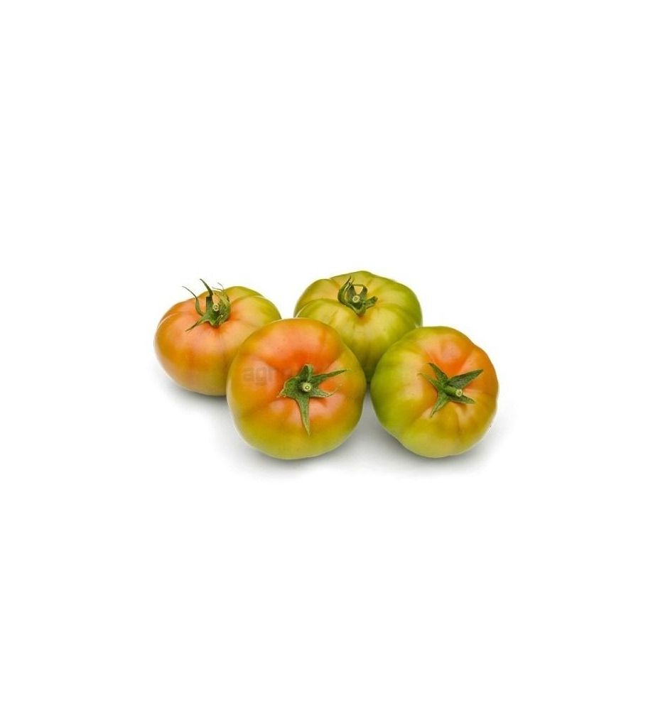 Plantón Tomate Merlín F1 (10 Unidades)_0