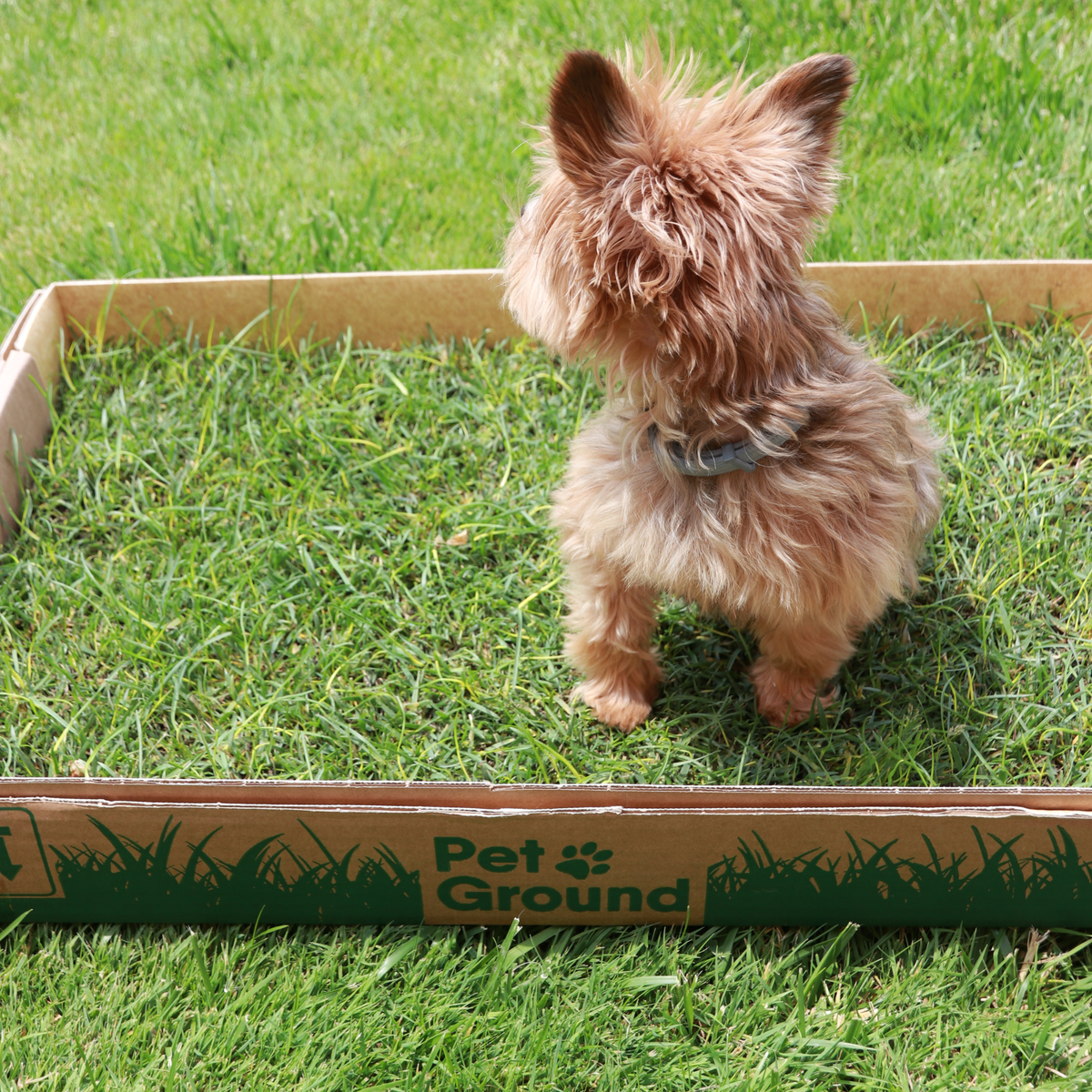 Petground, Cama Para Perros, Empapador, Alfombra Olfativa, Césped Natural, Standard_3