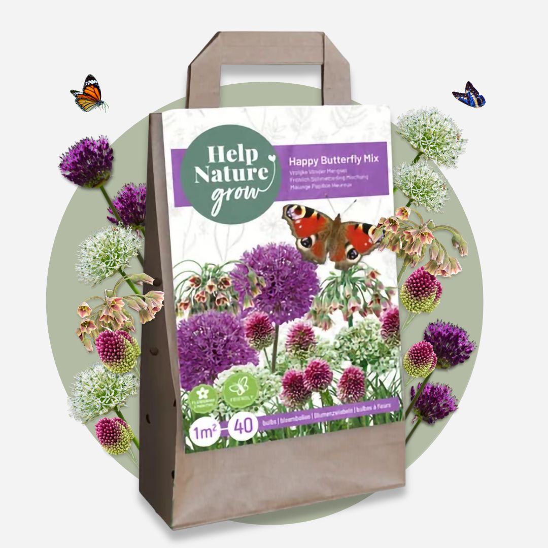 Bulbos De Allium - 40 Pzs - Allium Nectaroscordum - Bulbos De Flores