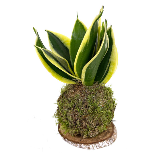 Kokedama Sansevieria 15cm_0