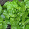 Semillas De Lechuga Maycrop Ecológicas