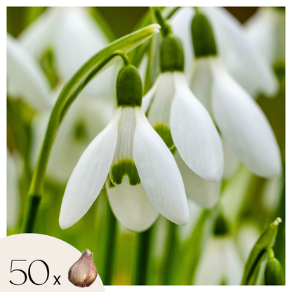 Campanilla De Invierno - 50 Pzs - Galanthus Elwesii - Bulbos De Flores - Blanco_0