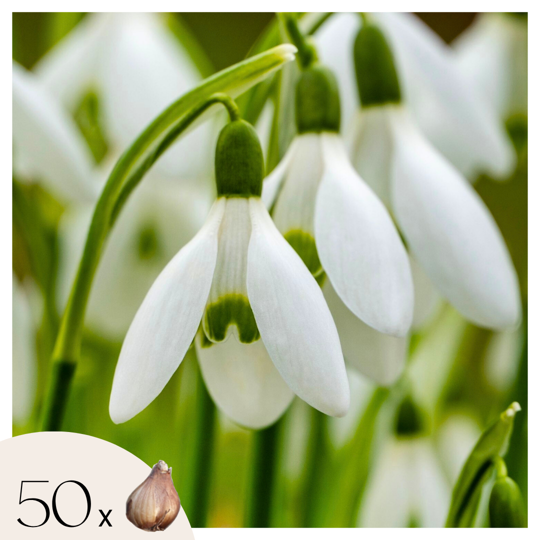 Campanilla De Invierno - 50 Pzs - Galanthus Elwesii - Bulbos De Flores - Blanco