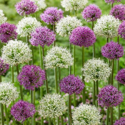 Bulbos De Allium - 15 Pzs - Allium 'purple 'white' - Bulbos De Flores