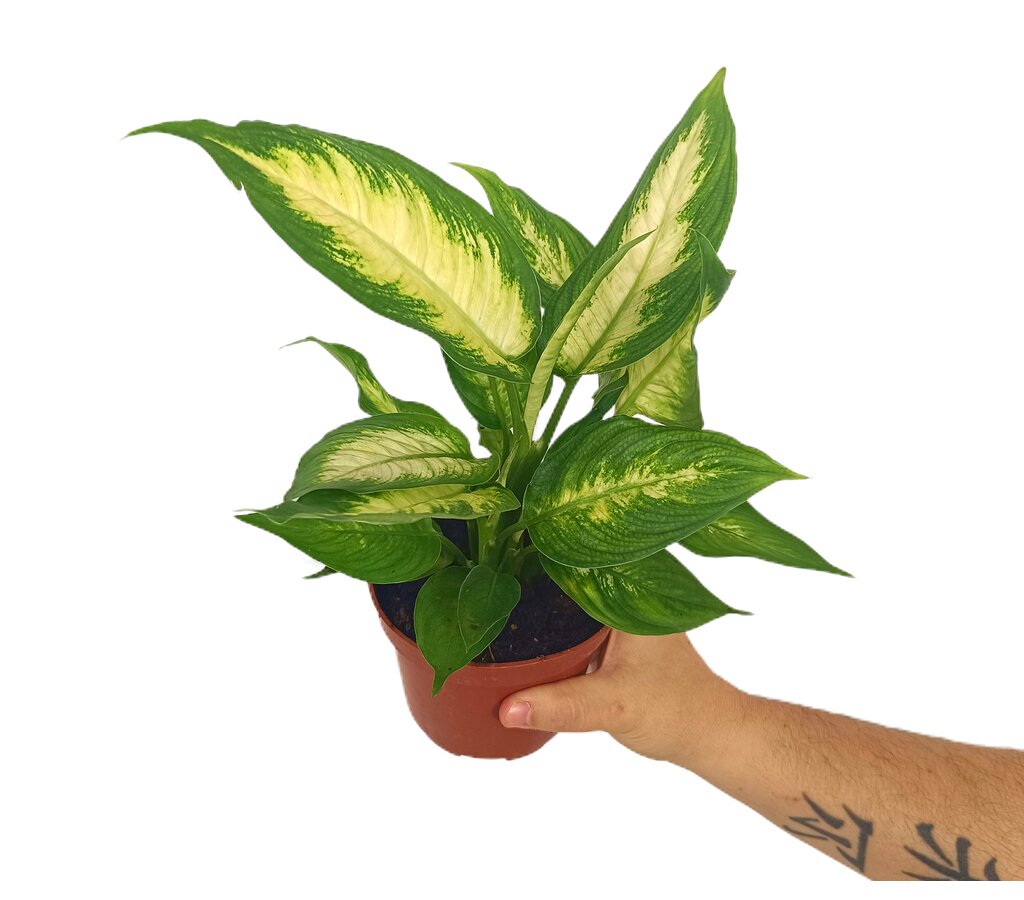 Dieffenbacha Camila M12 30cm_0