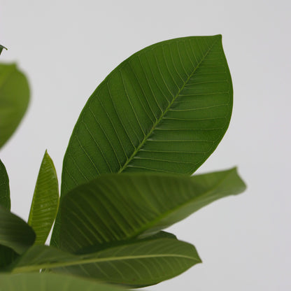 Frangipani + Alimento Vegetal - Plumeria Rubra 'hawaii' - Altura 45-55cm - ⌀17cm