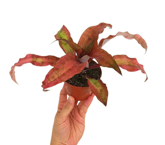 Cryptanthus Red M9_0