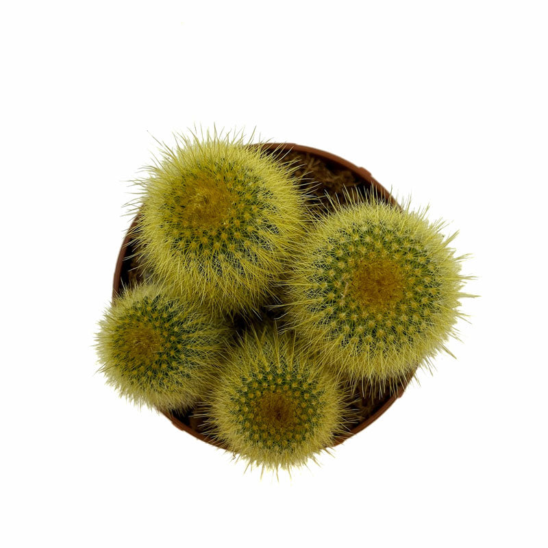 Parodia Leninghausii Cactus Y Suculentas M8,5 cm Ø_1