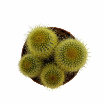 Parodia Leninghausii Cactus Y Suculentas M8,5 cm Ø_1