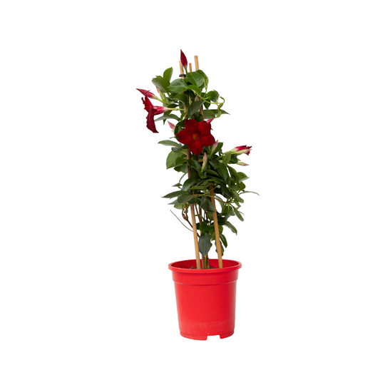 Dipladenia - Mandeville 'rio Deep Red' - Altura 60-70cm - ⌀17cm_0