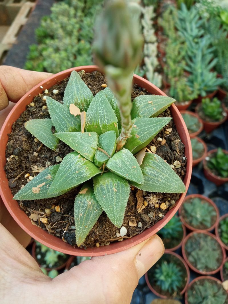Haworthia Pygmea Hibrida Planta Suculenta 8 Cm