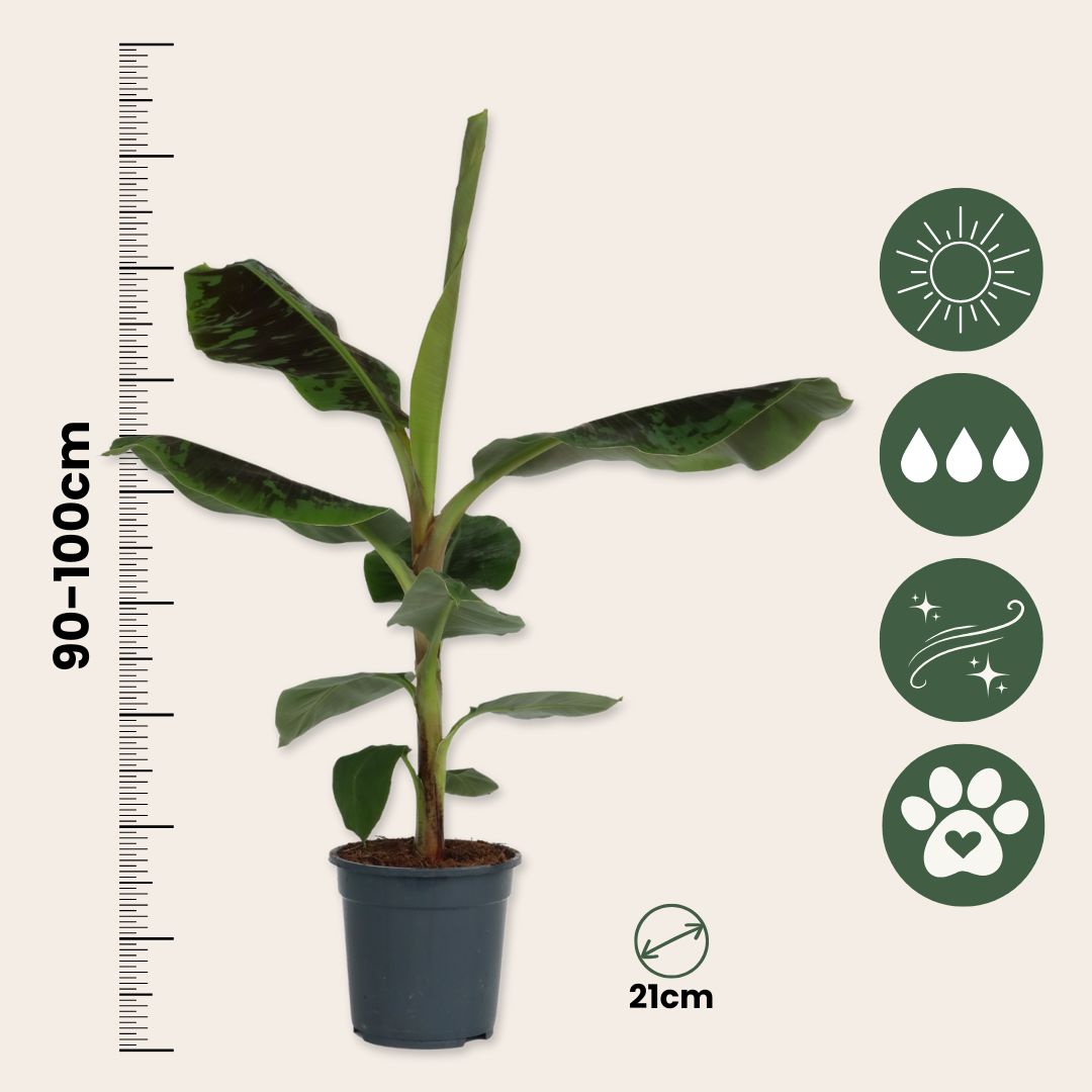 Plátano Enano - Musa 'dwarf Cavendish' - Altura 90-100cm - ⌀21cm_2