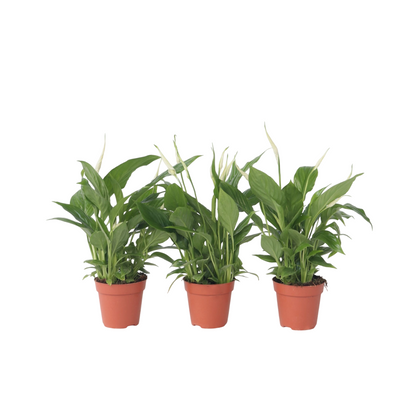 Lirio De La Paz - 3 Pzs - Spathiphyllum 'torelli' - Altura 30-45cm - ⌀12cm_0
