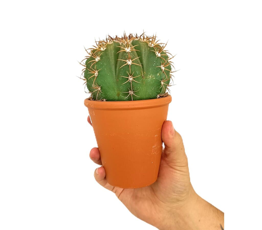 Cactus En Macetero De Cerámica M8 (unidad)_1
