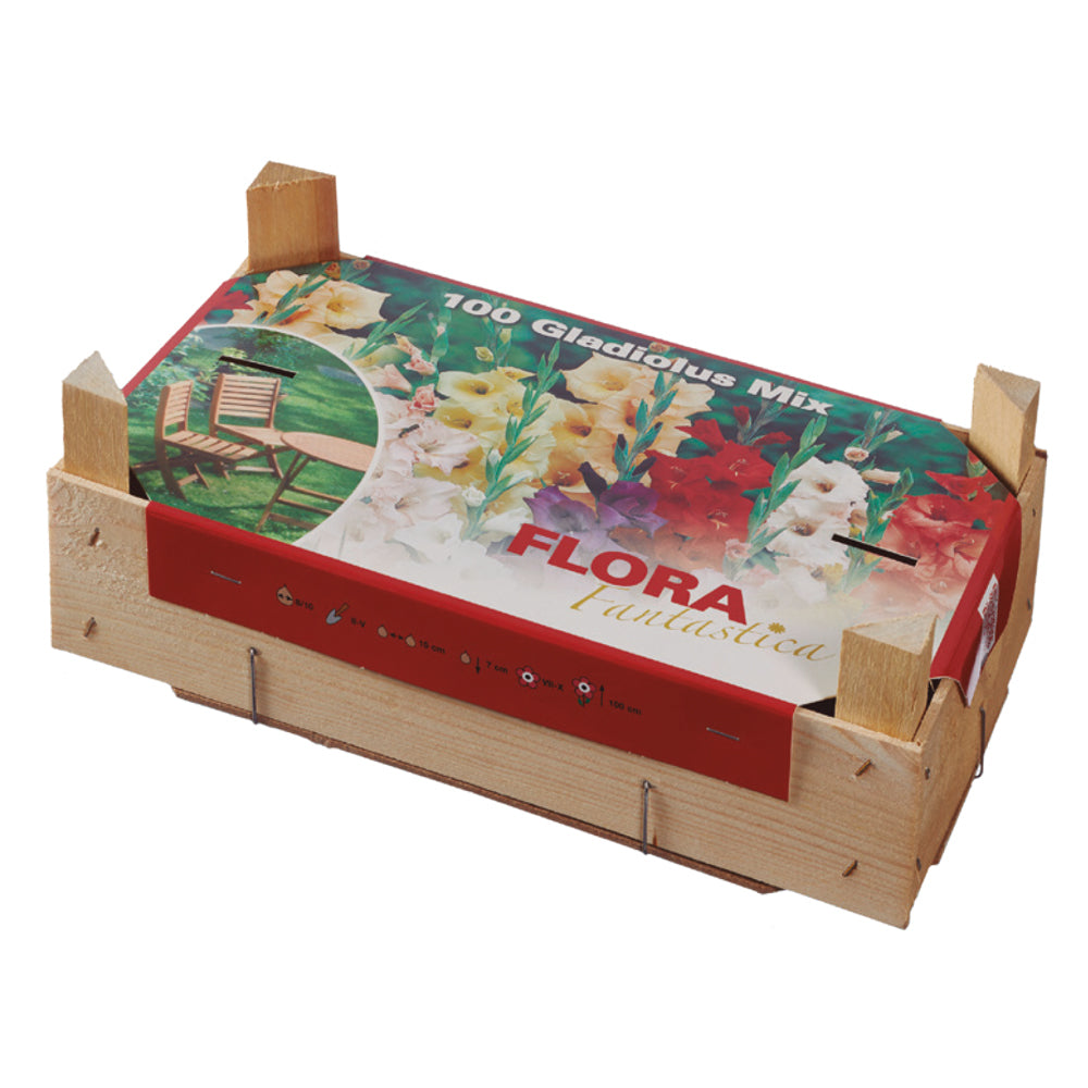 Caja Tray Gladiolos 100 uds