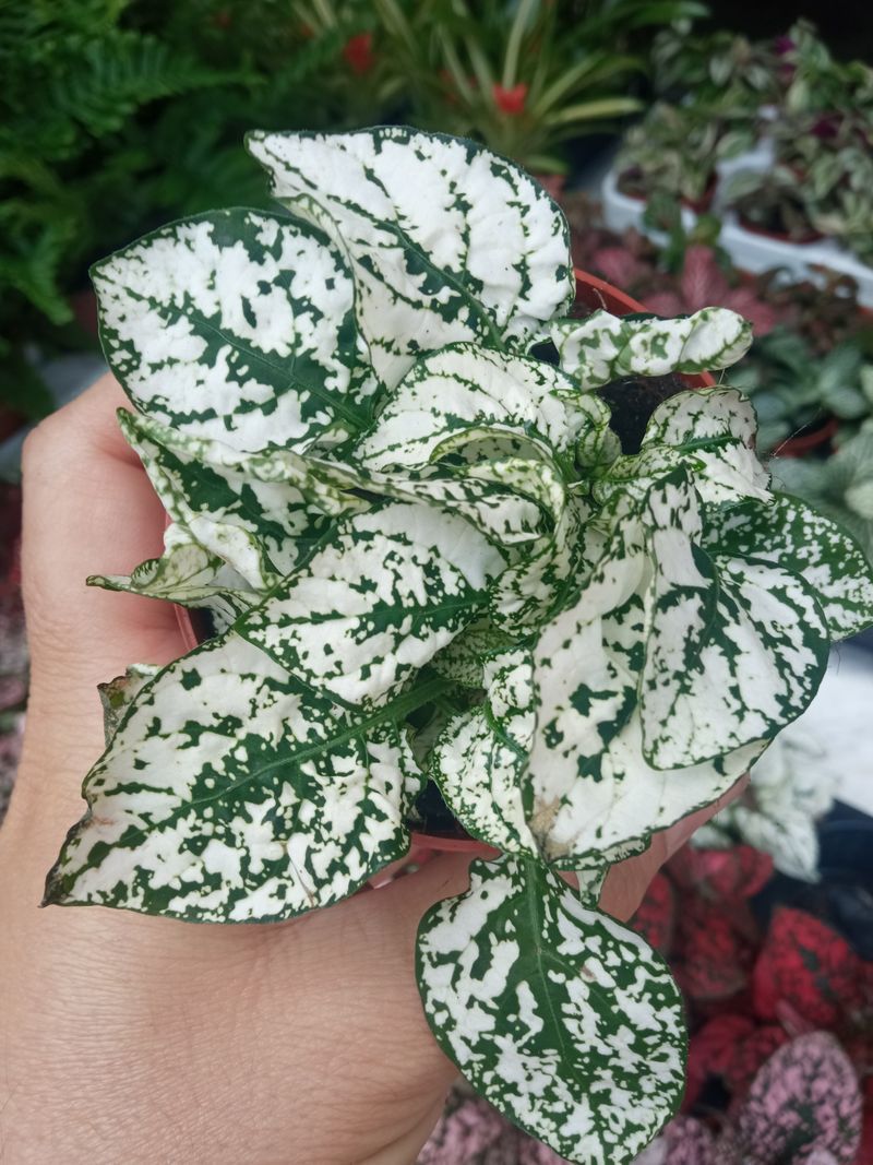 Hypoestes Verde Blanca Planta Interior Terrario Ø8 cm_0