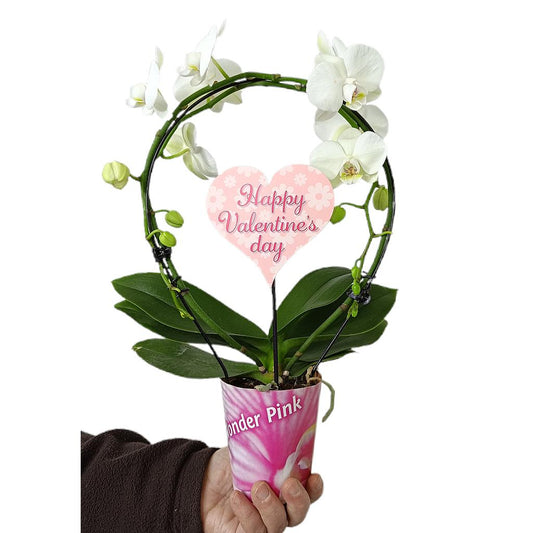 Phalaenopsis Arco Blanca M9_0