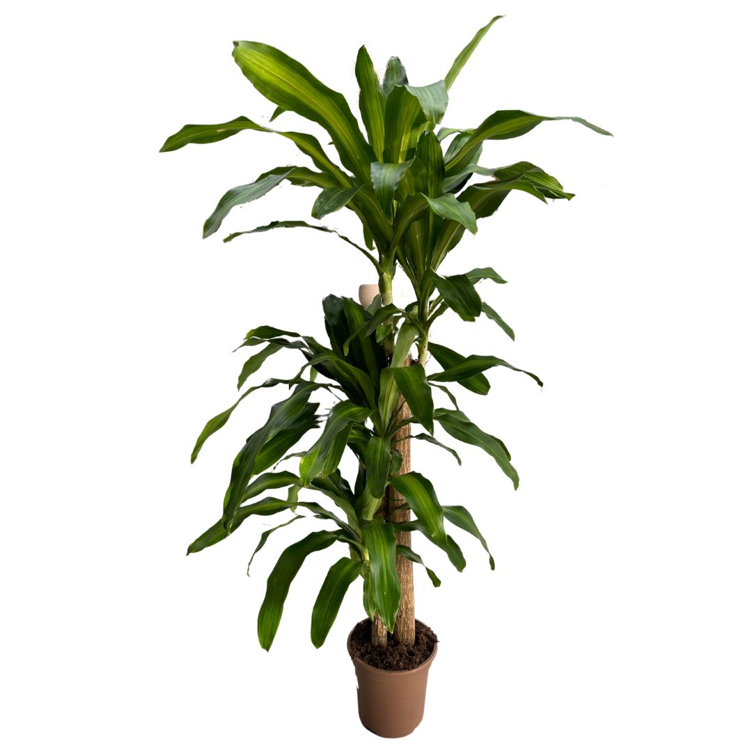 Dracena Massangeana O Tronco De Brasil (dracaena Fragrans 'massangeana') Maceta 22cm 3 Troncos 90/60/30_0