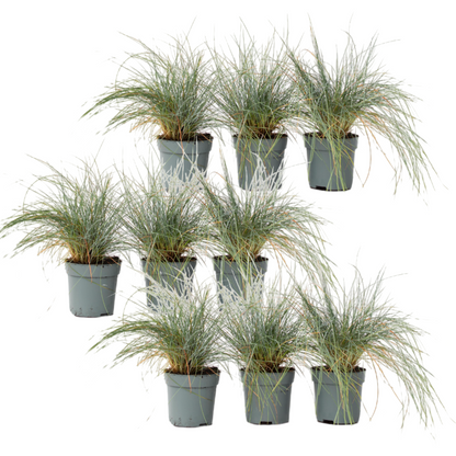 Festuca Azul - 9 Pzs - Festuca Glauca 'elijah Blue' - Altura 10-15cm - ⌀9cm
