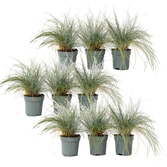 Festuca Azul - 9 Pzs - Festuca Glauca 'elijah Blue' - Altura 10-15cm - ⌀9cm
