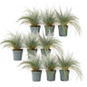 Festuca Azul - 18 Pzs - Festuca Glauca 'elijah Blue' - Altura 10-15cm - ⌀9cm