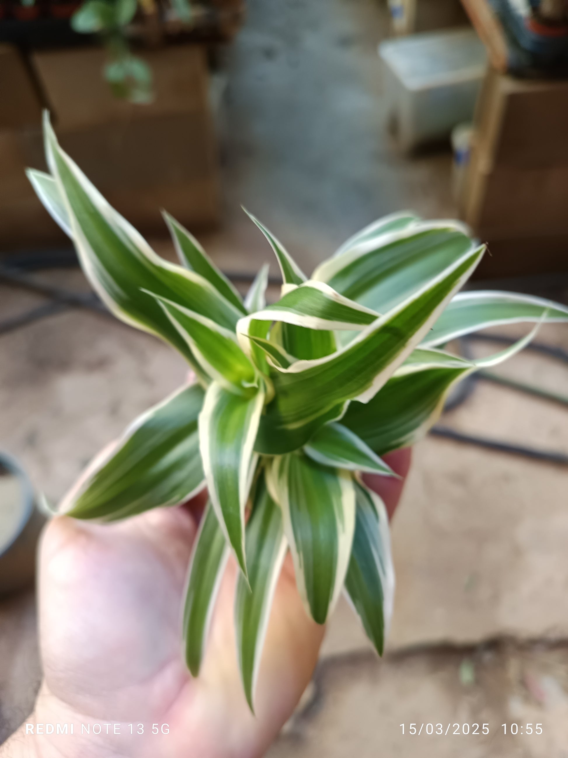 Mini Cintas Chlorphitum Ø5 Cm Planta Interior