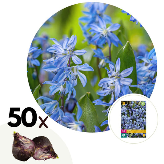 Escila Siberiana - 50 Pzs - Scilla Siberica - Bulbos De Flores - Azul_0