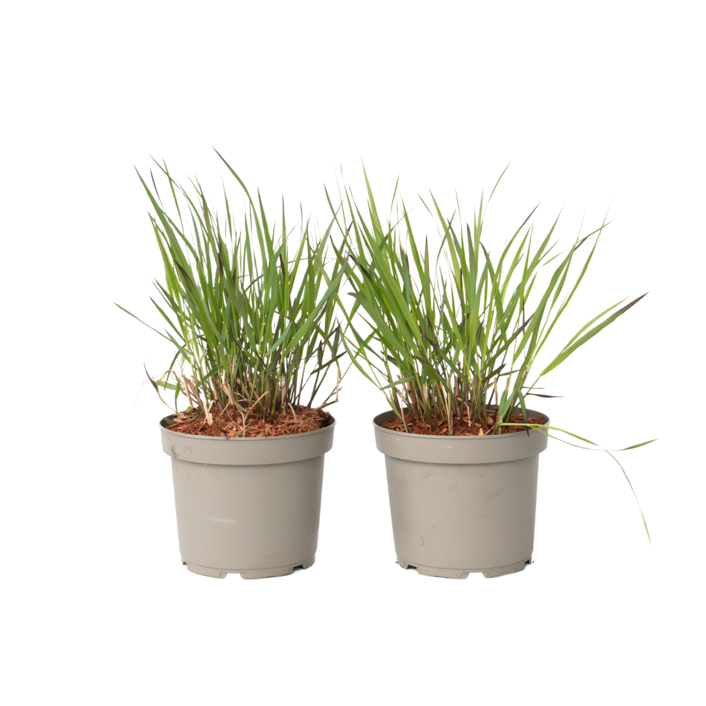 Hierba De Dedo - 2 Pzs - Panicum Virgatum 'squaw' - Altura 40-60cm - ⌀23cm