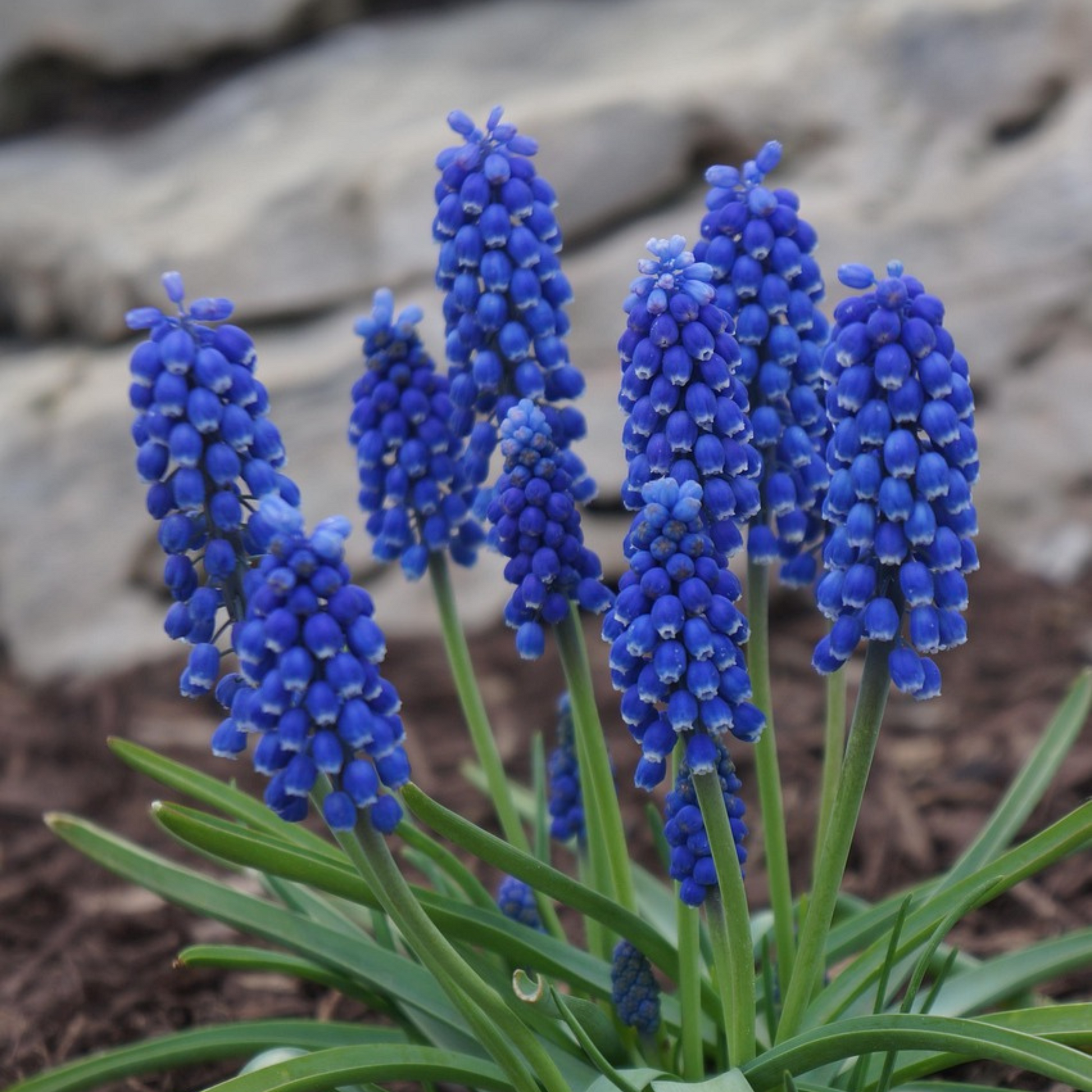 Nazarenos Azules - 100 Pzs - Muscari Armeniacum - Bulbos De Flores - Azul