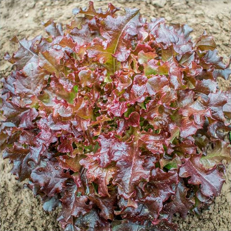 Semillas Lechuga Red Salad Bowl Ecológicas Biodinámicas Demeter_0