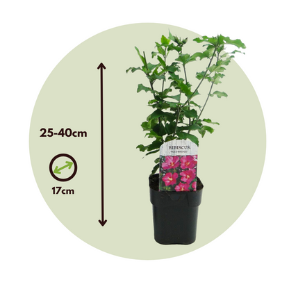 Rosa De Siria Azul - 2 Pzs - Hibiscus 'woodbridge' - Altura 25-40cm - ⌀17cm_2