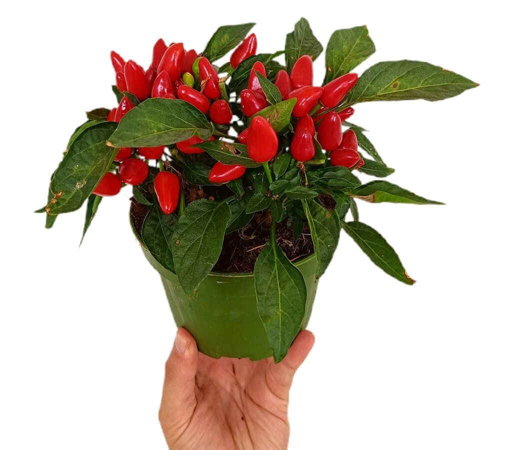 Capsicum Annuum M14 (pimiento)_0