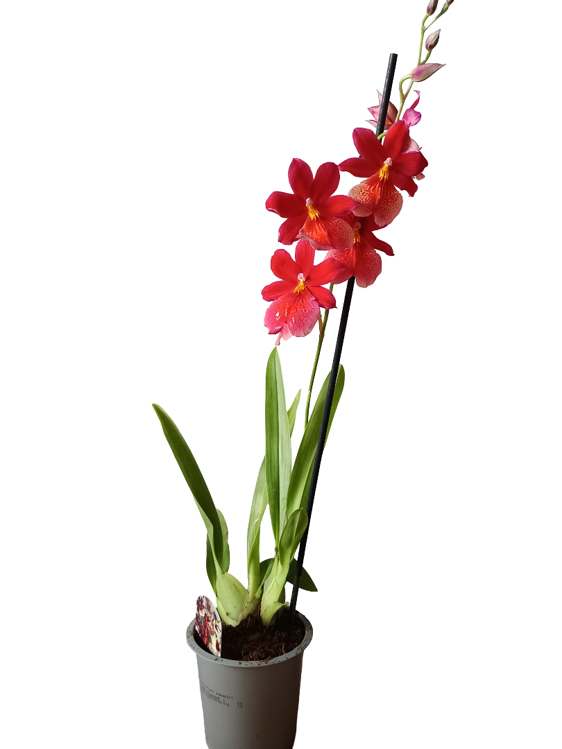 Orquidea Cambria De Color Surtido Ø12 - 60 Cm - Sin Flor_3