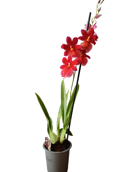 Orquidea Cambria De Color Surtido Ø12 - 60 Cm - SIN FLOR_3